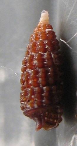 Dizoniopsis micalii